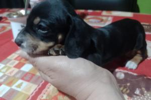 Mascotas Sin datos  Salchichas